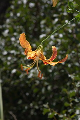 Lilium-humboldtii-Humboldt-lily-Mishe-Mokwa-Santa-Monica-Mts-2012-05-31-IMG 4998