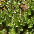Porella-bolanderi-leafy-liverwort-Mishe-Mokwa-trail-Sandstone-Peak-2012-12-23-IMG 7065