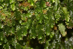 Porella-bolanderi-leafy-liverwort-Mishe-Mokwa-trail-Sandstone-Peak-2012-12-23-IMG 7070