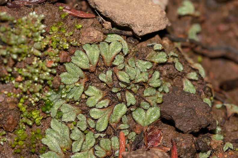 Riccia-sp-thallose-liverwort-Mishe-Mokwa-trail-Sandstone-Peak-2012-12-23-IMG_7040.jpg