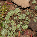 Riccia-sp-thallose-liverwort-Mishe-Mokwa-trail-Sandstone-Peak-2012-12-23-IMG 7040