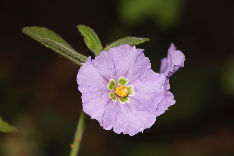 Solanum-xantii-purple-nightshade-Mishe-Mokwa-Santa-Monica-Mts-2012-05-31-IMG_5023.jpg