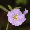 Solanum-xantii-purple-nightshade-Mishe-Mokwa-Santa-Monica-Mts-2012-05-31-IMG 5023