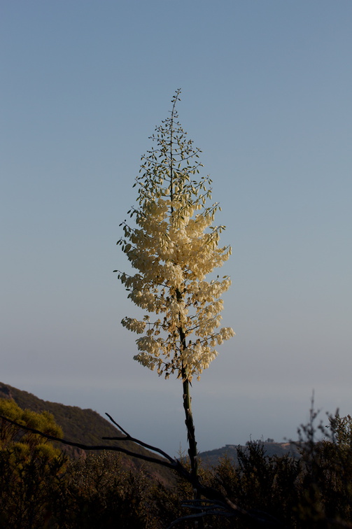 Yucca-whipplei-flowering-Mishe-Mokwa-2016-05-29-IMG 3141