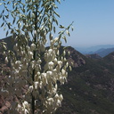 Yucca-whipplei-view-Mishe-Mokwa-Santa-Monica-Mts-2012-05-31-IMG 1854