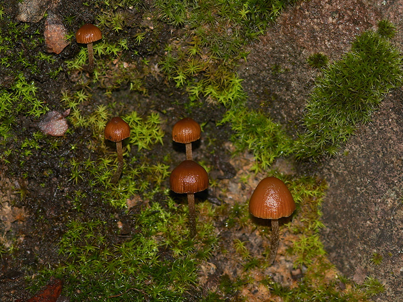 brown-gill-mushroom-and-mosses-Mishe-Mokwa-trail-Sandstone-Peak-2012-12-23-IMG 7061