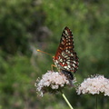 checkerspot-butterfly-Euphydryas-chalcedona-on-California-buckwheat-Mishe-Mokwa-Santa-Monica-Mts-2012-05-31-IMG 1889