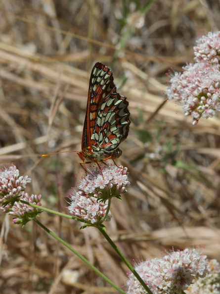 checkerspot-butterfly-Euphydryas-chalcedona-on-California-buckwheat-Mishe-Mokwa-Santa-Monica-Mts-2012-05-31-IMG_4980.jpg
