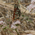 checkerspot-butterfly-Euphydryas-chalcedona-on-California-buckwheat-Mishe-Mokwa-Santa-Monica-Mts-2012-05-31-IMG 4980
