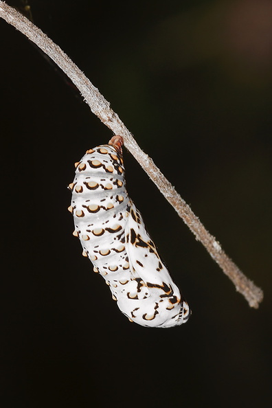 chrysalis-variable-checkerspot-butterfly-Euphydryas-chalcedona-Mishe-Mokwa-Santa-Monica-Mts-2012-05-31-IMG_5030.jpg