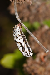 chrysalis-variable-checkerspot-butterfly-Euphydryas-chalcedona-Mishe-Mokwa-Santa-Monica-Mts-2012-05-31-IMG 5033