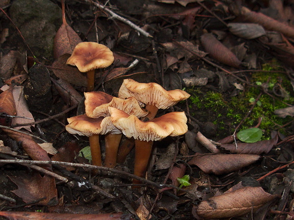 gill-mushroom-ochre-cream-cap-Mishe-Mokwa-trail-Sandstone-Peak-2012-12-23-IMG 3151