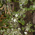 lichen-pixie-cups-Mishe-Mokwa-trail-Sandstone-Peak-2012-12-23-IMG 7055