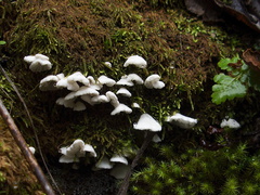 tiny-white-gill-mushroom-Mishe-Mokwa-trail-Sandstone-Peak-2012-12-23-IMG 3167