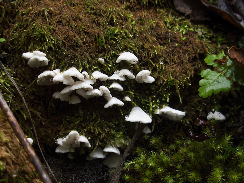 tiny-white-gill-mushroom-Mishe-Mokwa-trail-Sandstone-Peak-2012-12-23-IMG_3167.jpg
