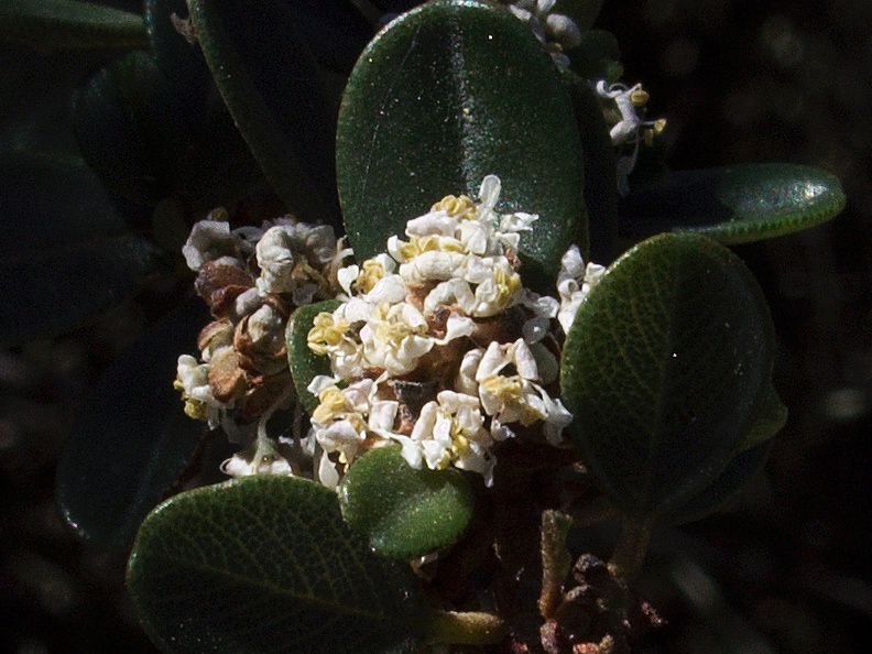 Ceanothus-megacarpus-big-pod-Ceanothus-flowers-withering-in-drought-Pt-Mugu-2012-01-09-IMG_0423.jpg