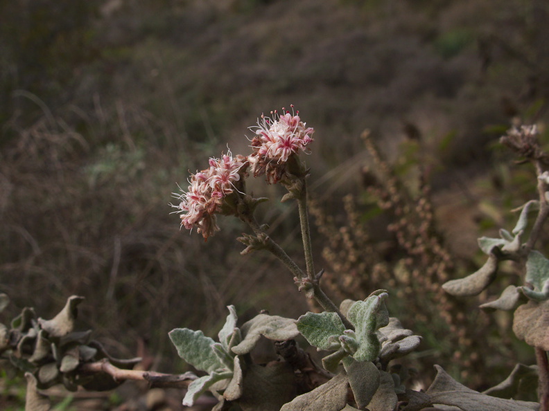 Eriogonum-cinereum-ashy-leaved-buckwheat-Chumash-Trail-2012-12-25-IMG_3180.jpg