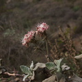 Eriogonum-cinereum-ashy-leaved-buckwheat-Chumash-Trail-2012-12-25-IMG 3180