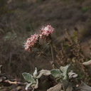 Eriogonum-cinereum-ashy-leaved-buckwheat-Chumash-Trail-2012-12-25-IMG 3180