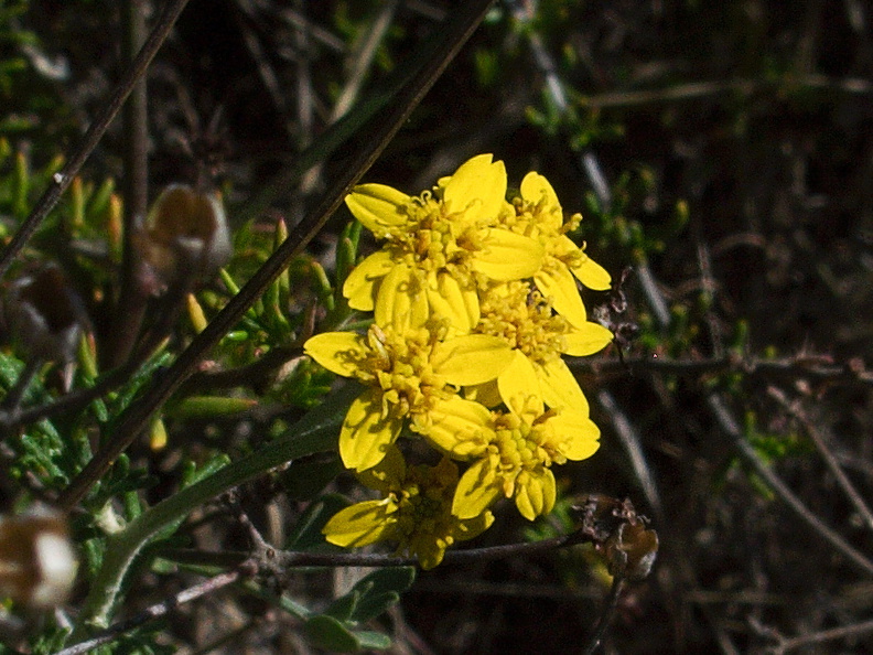 Hemizonia-fasciculata-slender-tarweed-Pt-Mugu-2012-01-09-IMG_0422.jpg