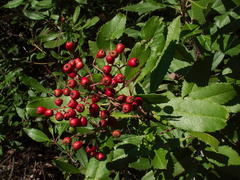 Heteromeles-arbutifolia-toyon-Christmas-berry-Pt-Mugu-2011-12-20-IMG 0227