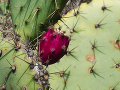 Opuntia-littoralis-prickly-pear-bright-magenta-fruit-Pt-Mugu-2012-01-09-IMG 0410