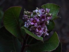 Rhus-integrifolia-lemonadeberry-flowers-Pt-Mugu-2012-01-09-IMG 0428