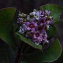 Rhus-integrifolia-lemonadeberry-flowers-Pt-Mugu-2012-01-09-IMG 0428
