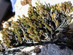 Selaginella-bigelovii-Santa Monica Mts Sandstone Peak-4-2003-12-19