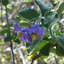 Solanum-xanti-purple-nightshade-Pt-Mugu-2012-01-09-IMG 0411