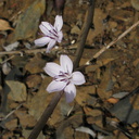 Stephanomeria-virgata-twiggy-wreath-plant-Pt-Mugu-2010-01-10-IMG 3583