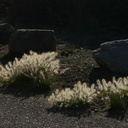 grass-indet-pennisetum-alopecuroides-pt-mugu-2007-12-10-img 5713