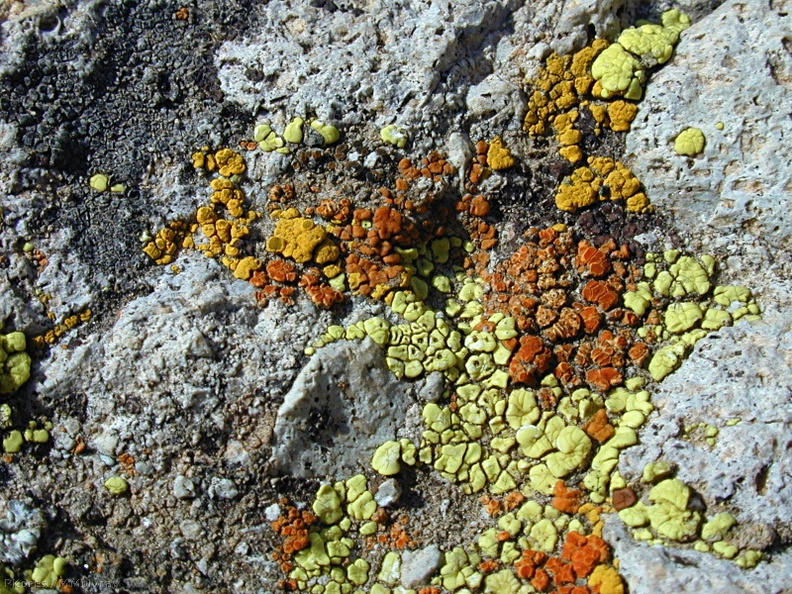 lichen_Santa_Monica_Mts_Sandstone_Peak-2003-12-19.jpg