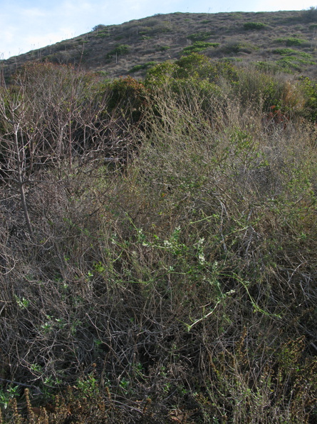 marah-macrocarpus-wild-cucumber-in-landscape-mugu-2008-12-08-IMG_1590.jpg