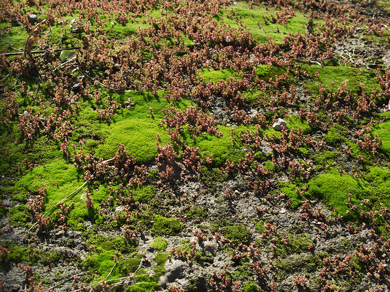 moss-and-indet-Chenopodiaceae-growing-on-road-nr-Pt-Mugu-Naval-Station-2010-12-30-IMG_6843.jpg