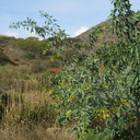 nicotiana-yellow-tree-tobacco-mugu-2008-12-08-IMG 1602