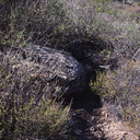 petrified-UFO-concealed-near-trail-Pt-Mugu-2012-01-09-IMG 0446