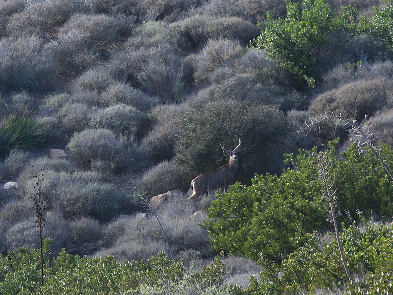 ten-point-buck-mule-deer-Chumash-trail-Pt-Mugu-2012-12-11-IMG_6848.jpg