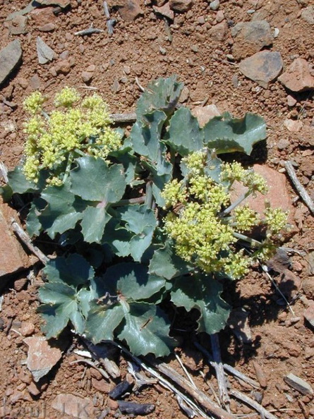 Araliaceae-yellow fl-2003-01-30