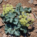 Araliaceae-yellow fl-2003-01-30