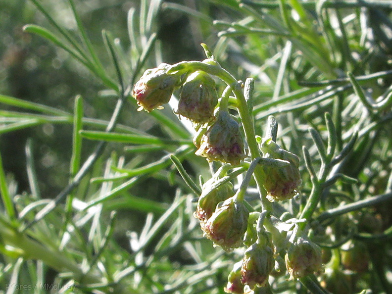 Artemisia-californica-sagebrush-Pt-Mugu-2010-01-24-IMG_3654.jpg