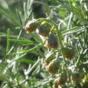 Artemisia-californica-sagebrush-Pt-Mugu-2010-01-24-IMG 3654