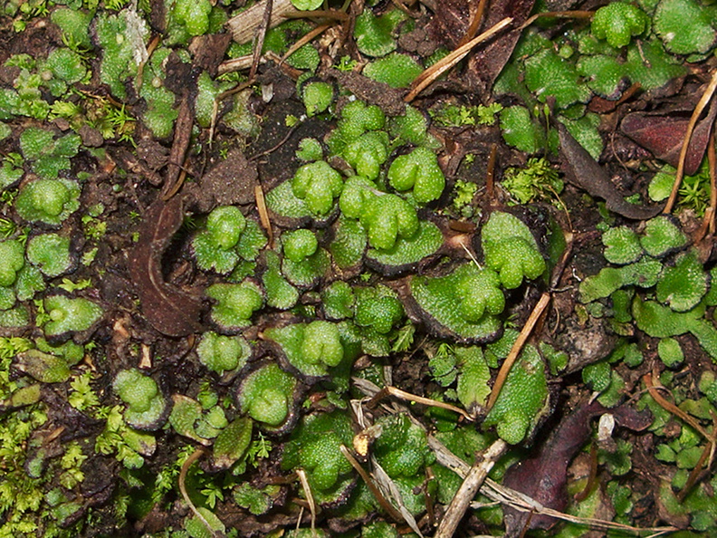 Asterella-californica-thallose-liverwort-with-carpocephala-La-Jolla-waterfall-trail-2011-02-01-IMG_6958.jpg