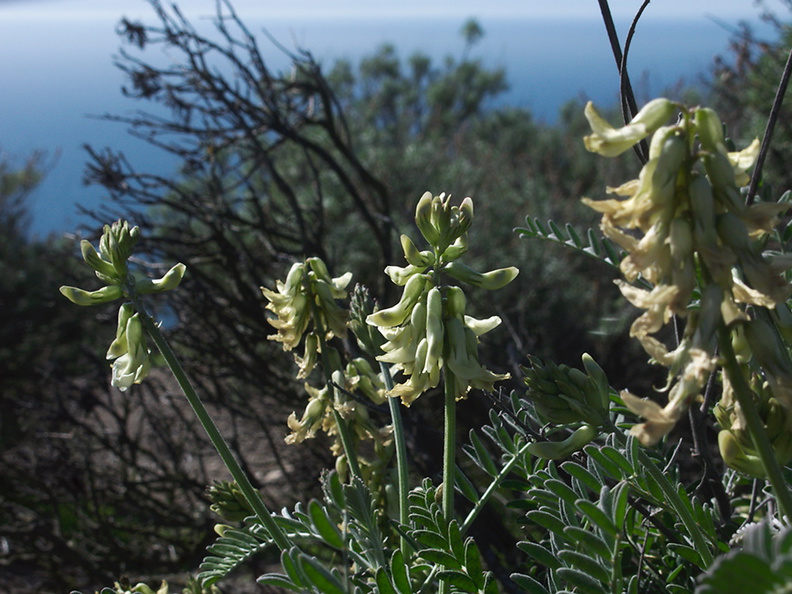 Astragalus-trichopodus-Santa-Barbara-milk-vetch-Chumash-Pt-Mugu-2013-02-03-IMG_3465.jpg