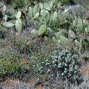Capparis-Eriogonum-Opuntia-2003-02