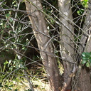 Ceanothus-megacarpus-braided-bark-La-Jolla-waterfall-trail-2011-02-01-IMG 7006