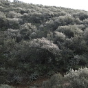 Ceanothus-spinosus-greenbark-hillside-Pt-Mugu-2010-01-31-IMG 3685