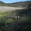 Dodecatheon-clevelandii-Padres-shooting-star-meadow-La-Jolla-waterfall-trail-2011-02-01-IMG 6970