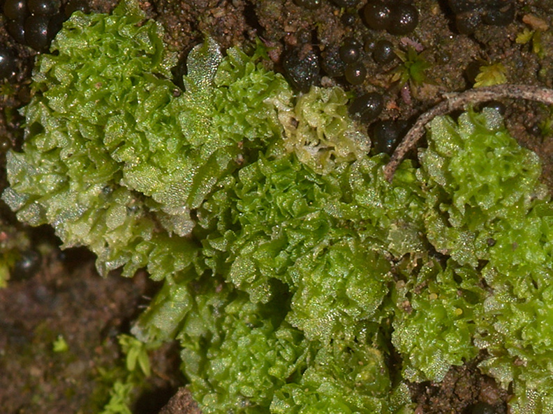 Fossombronia-longiseta-foliose-liverwort-Waterfall-Trail-Pt-Mugu-2013-02-01-IMG_7273.jpg