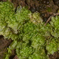 Fossombronia-longiseta-foliose-liverwort-Waterfall-Trail-Pt-Mugu-2013-02-01-IMG_7273.jpg